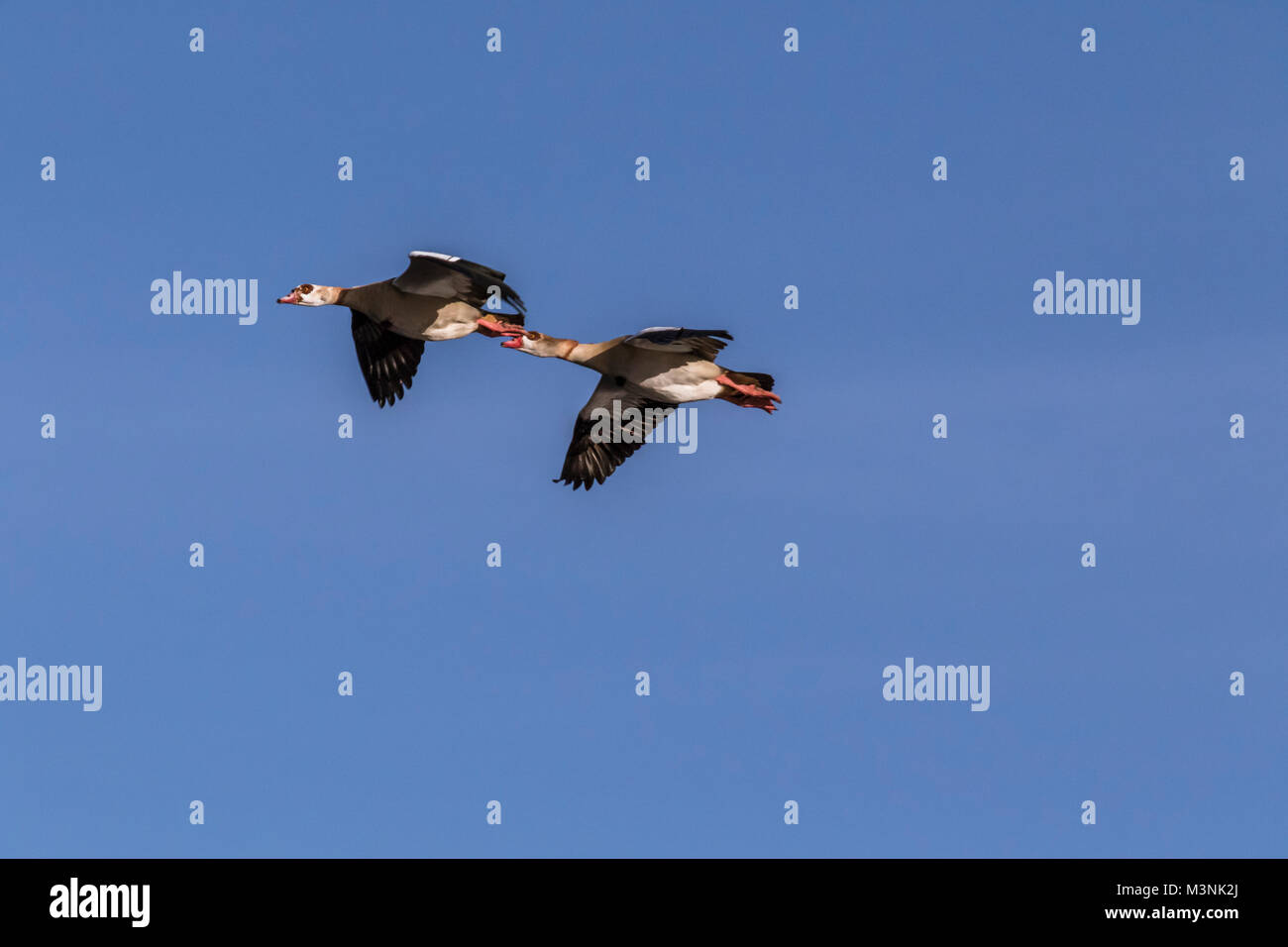 Flying egyptian geese Stock Photo