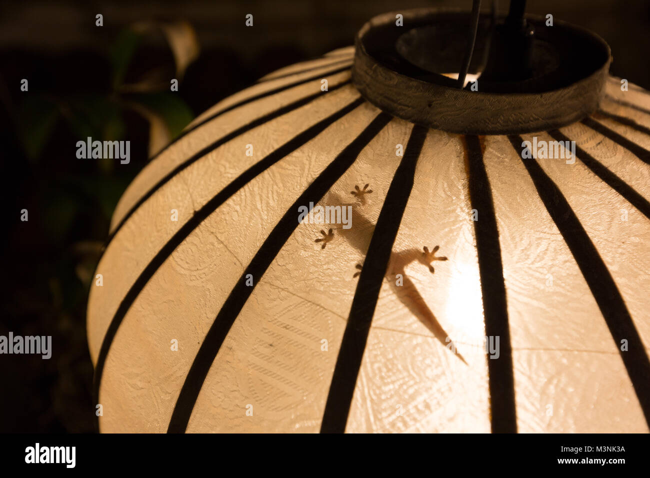 Vietnamese lantern with Lizard Stock Photo - Alamy