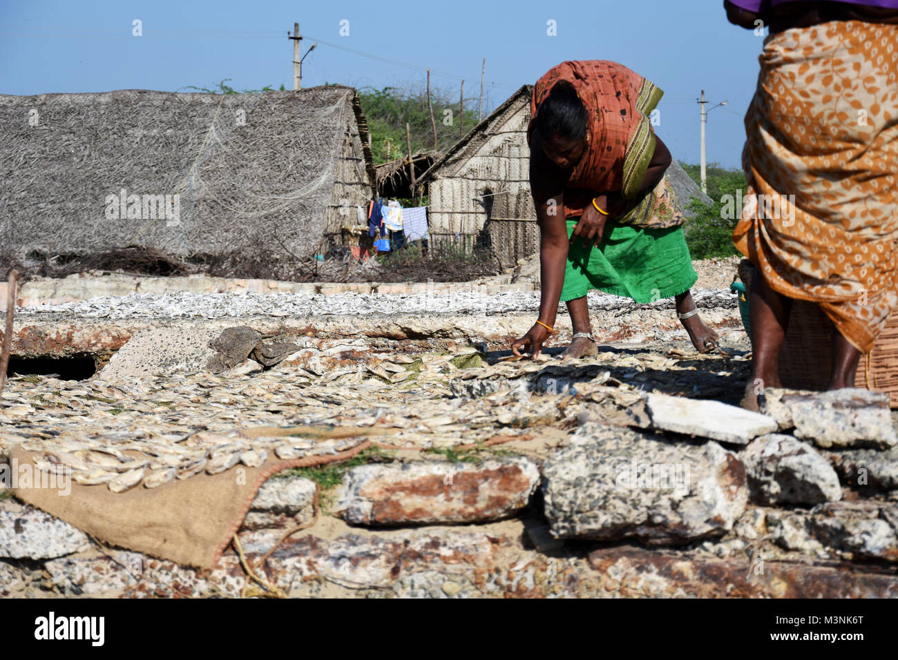 Indian women drying dried fishes in her fishing village. Stock Photo