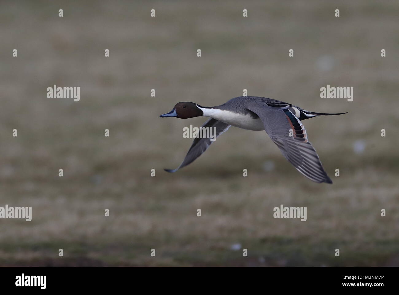 Drake Northern Pintail Stock Photo