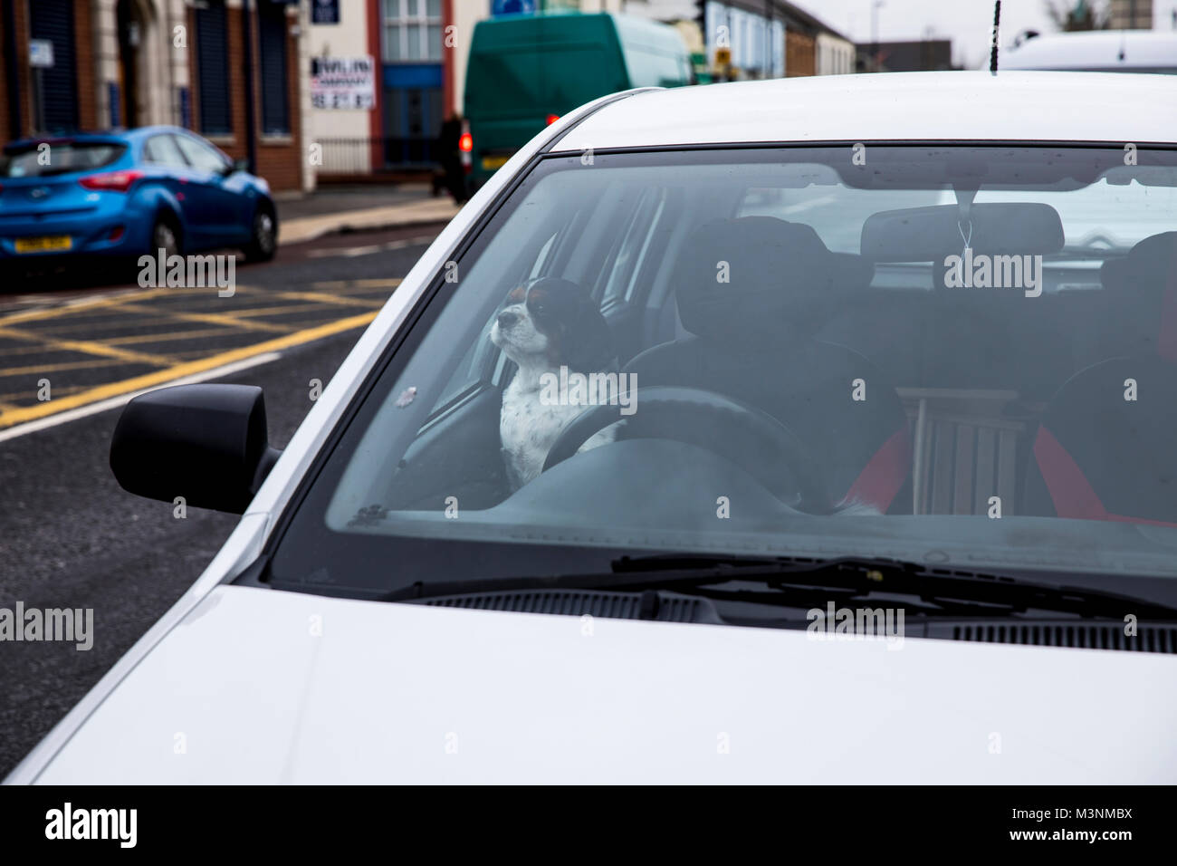 Dog locked in car Stock Photo Alamy