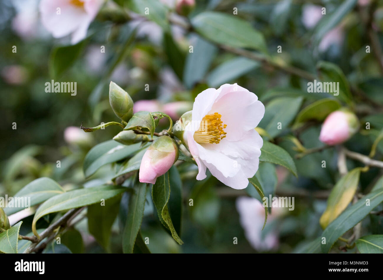 Camellia Hiaethlyn flowers. Stock Photo