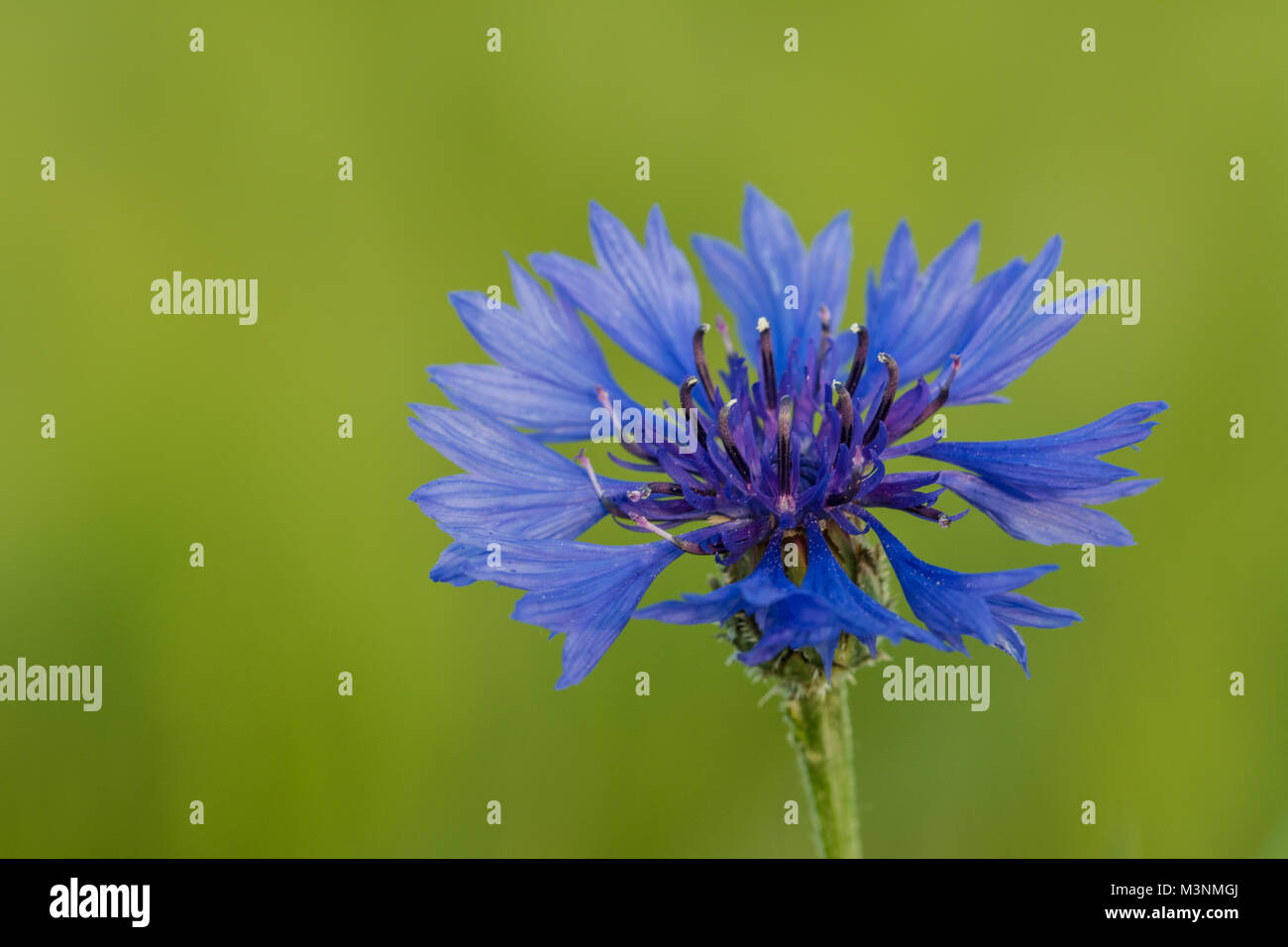 Blooming cornflower on a green background. Centaurea cyanus. Decorative close-up of beautiful blue wild flower in blurred green field. Stock Photo