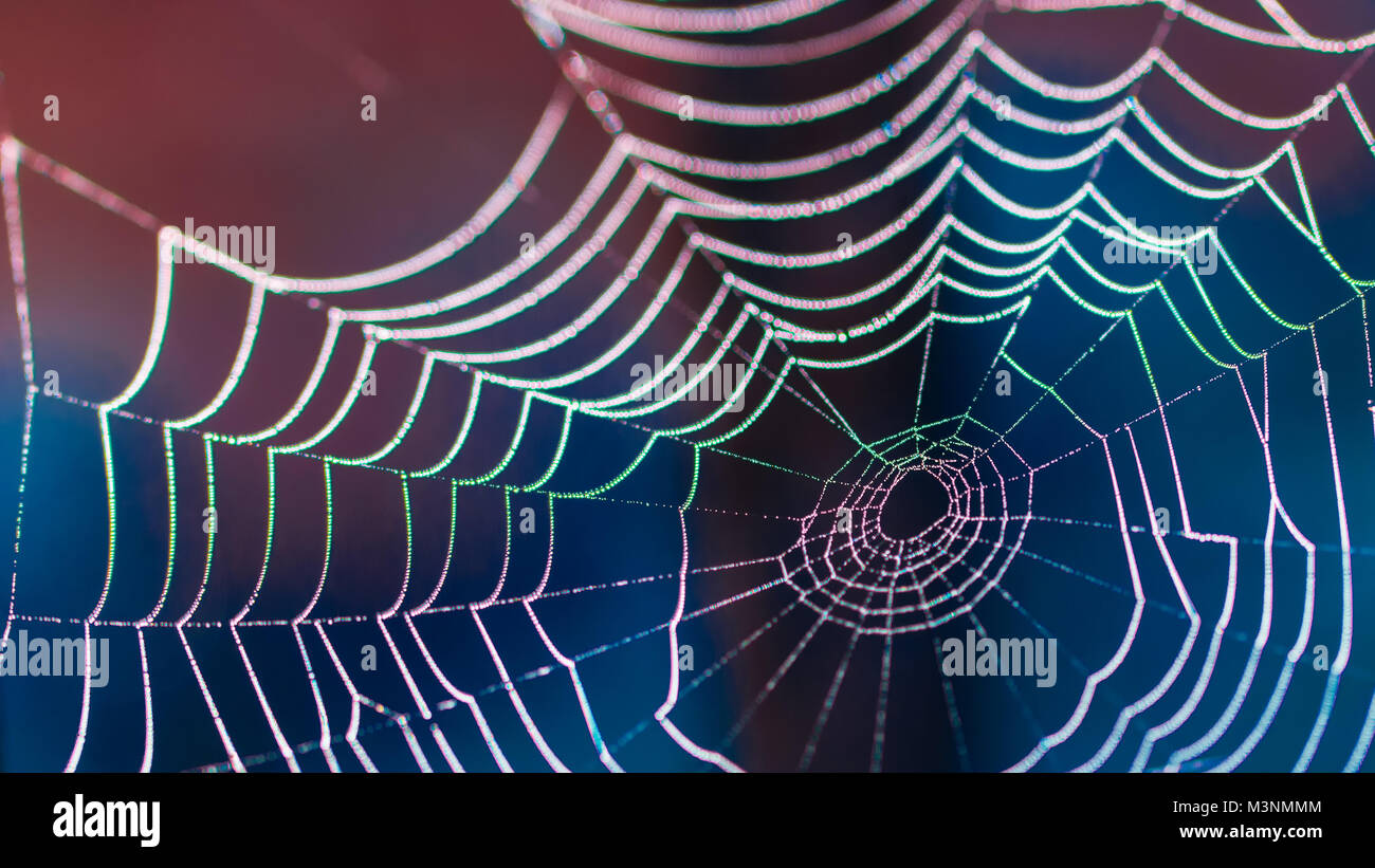 Colorful close-up of a wet cobweb in a spooky night. Texture from the beautiful lit spider trap with small droplets of dew on dark blurred background. Stock Photo