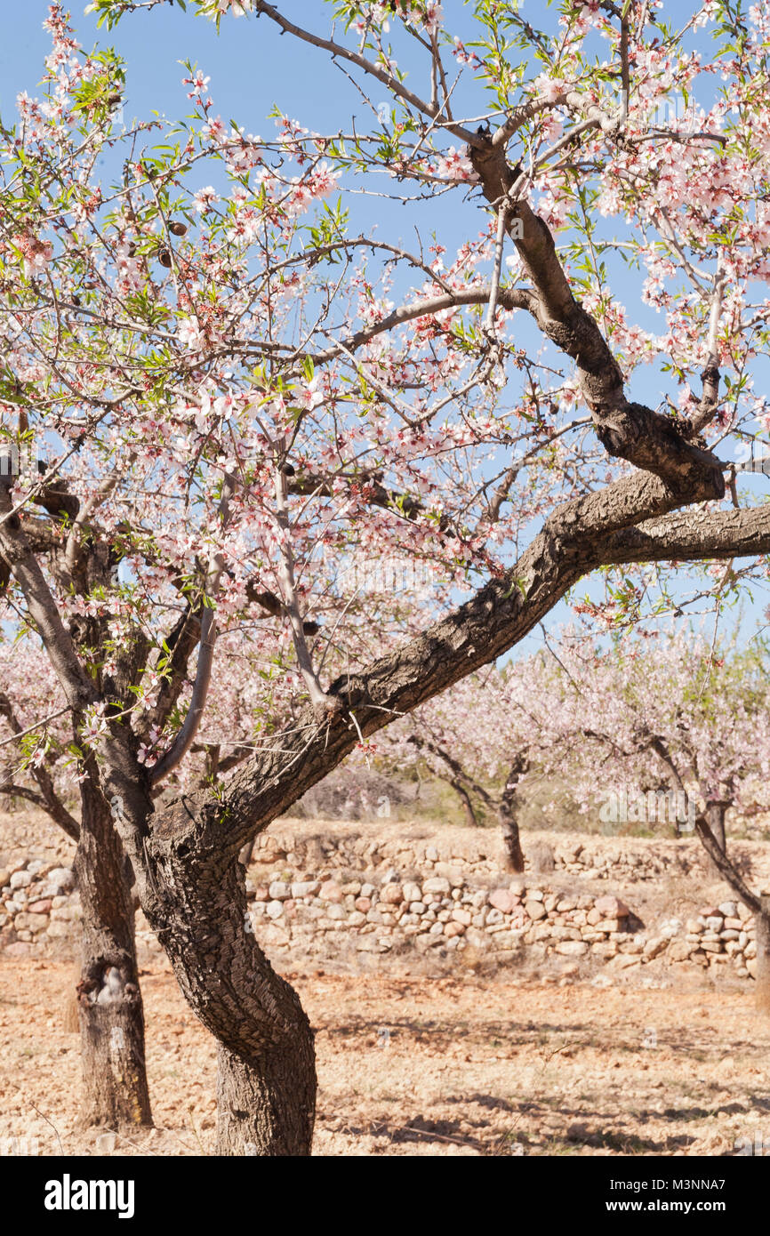 Almond bloom, Costa del Azahar, Spain Stock Photo