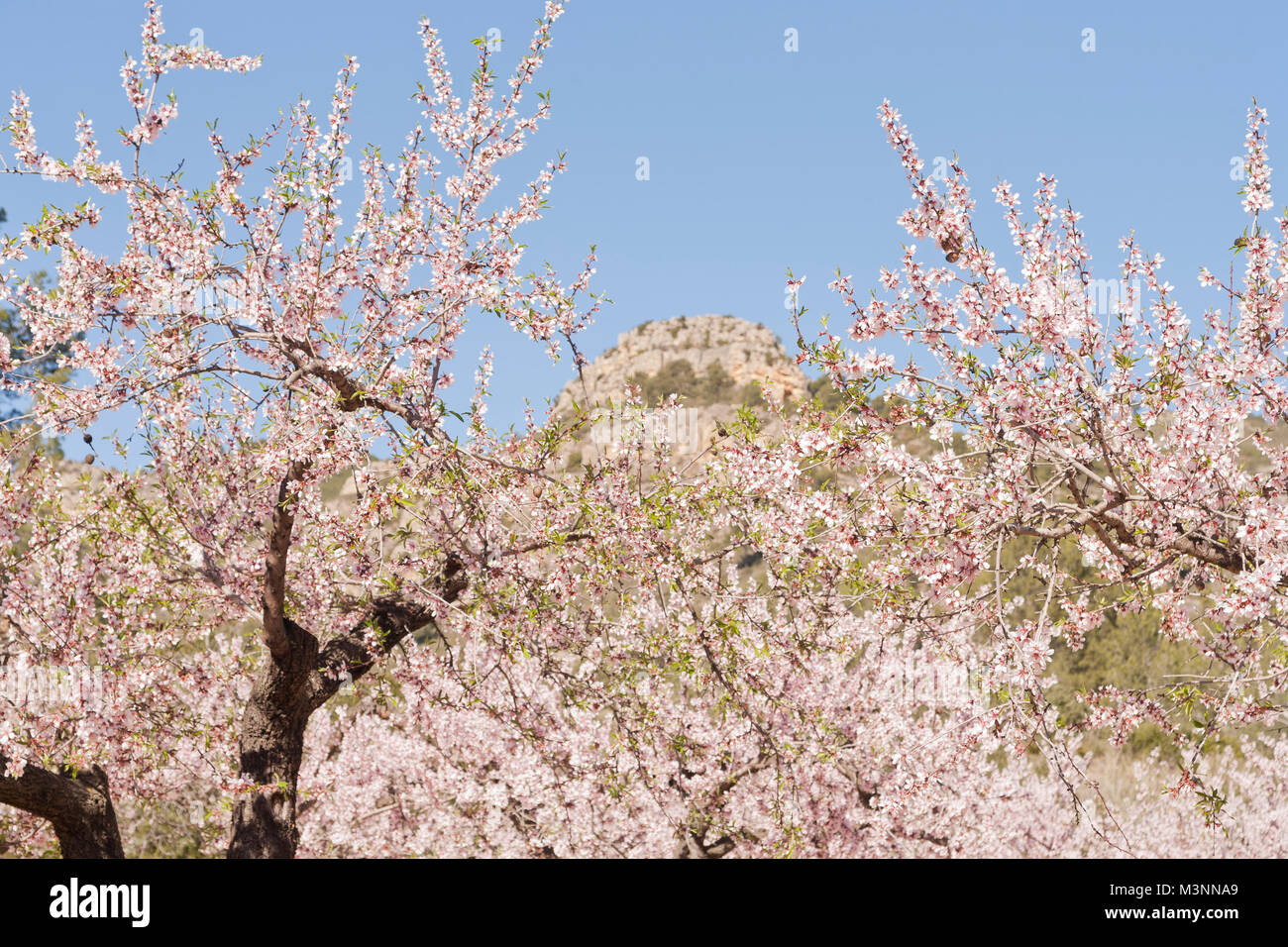 Almond bloom, Costa del Azahar, Spain Stock Photo