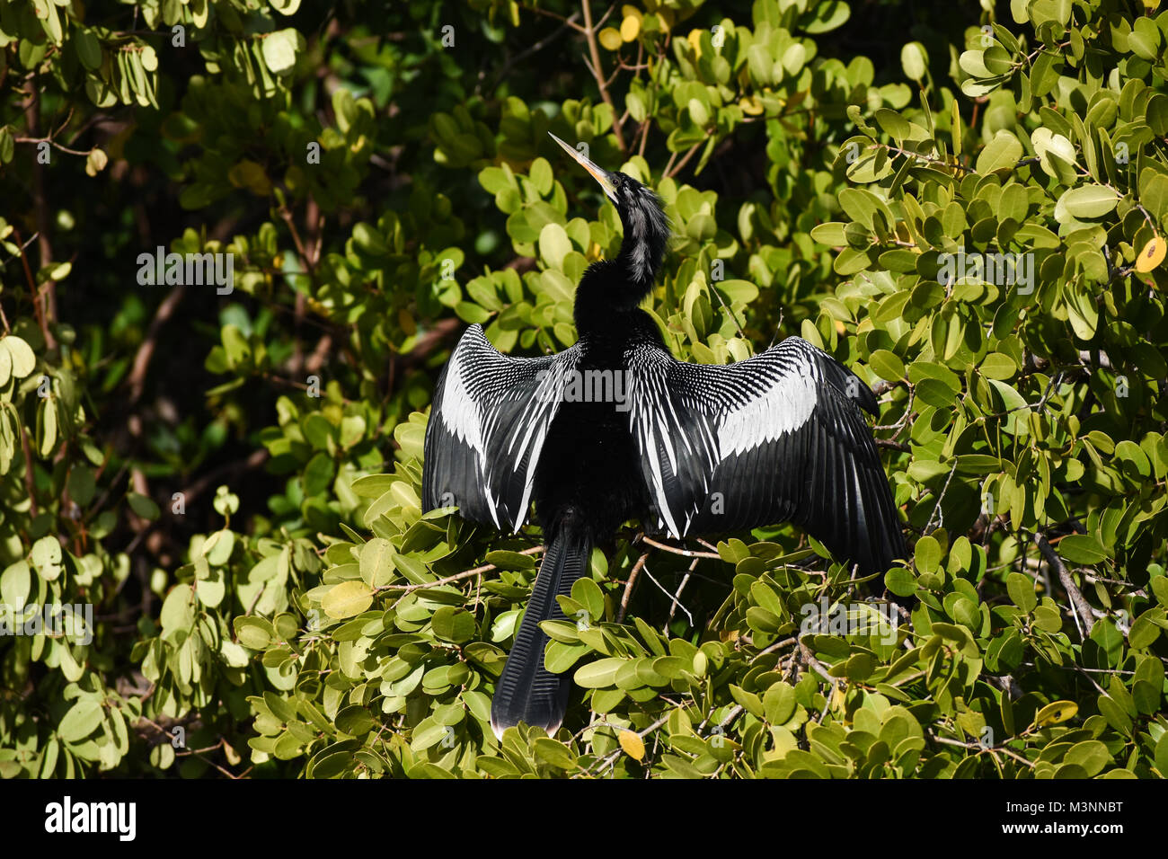 Black and White Anhinga Water Bird on bush  sunning with wings spread in Bradenton Florida Stock Photo