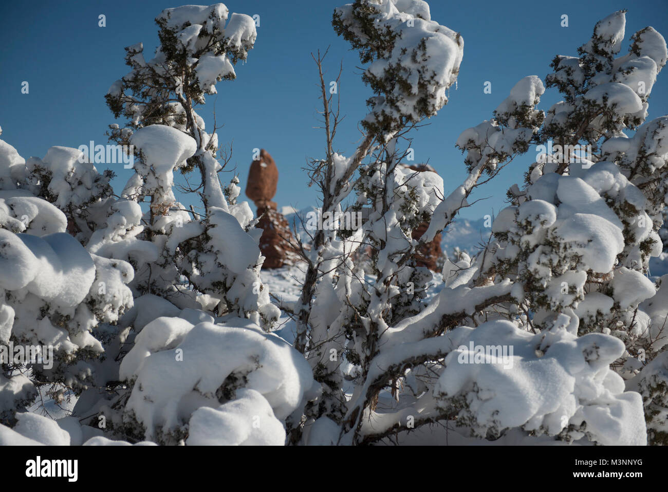 A snow-covered juniper with Balanced Rock Stock Photo