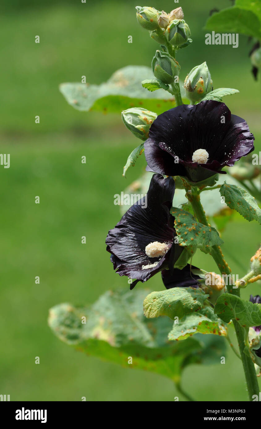 Hollyhocks Flowers in Bloom Stock Photo Alamy