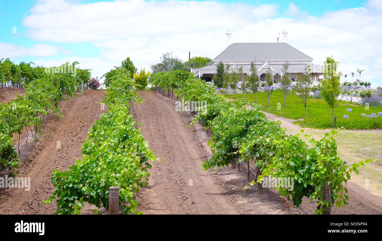 House and vineyard estate, Barossa Valley South Australia Stock Photo