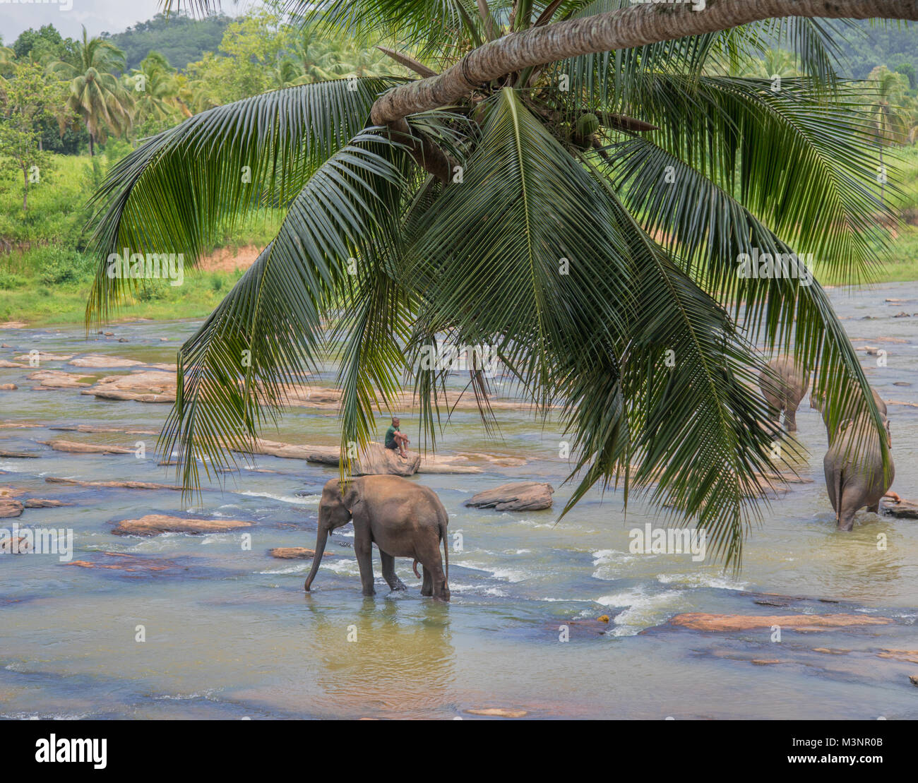 Pinnawala Elephant Orphanage elephants enjoying a morning bathin the river Stock Photo