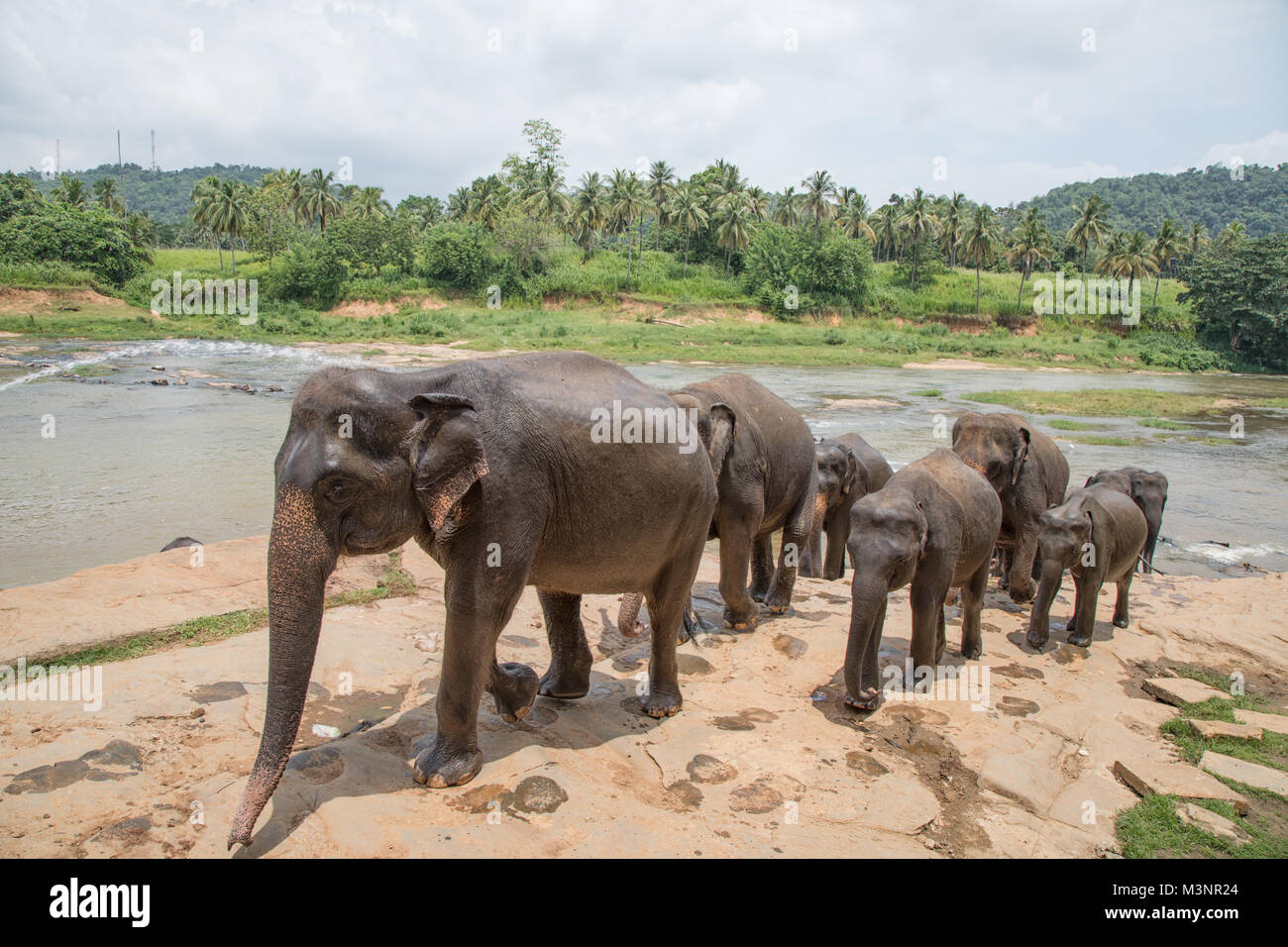 Pinnawala Elephant Orphanage family returning to their enclosure after the bathing in the river Stock Photo