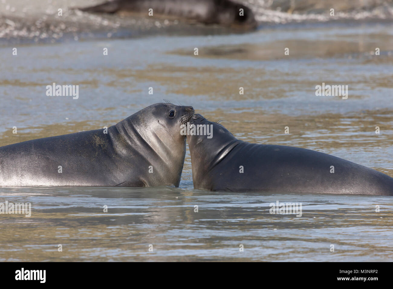 Closeup pair cute affectionate kissing seals lying in shallow water by beach of St Andrews Bay, South Georgia Island, Antarctic regions Stock Photo