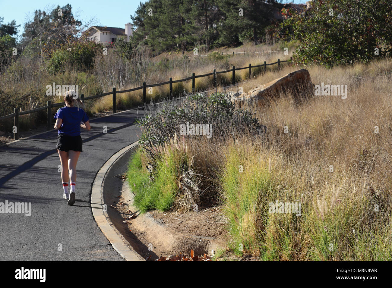 One jogger running uphill on a paved trail with wooden railing, cement curbing, drainage, and landscaping of fountaingrass, boulder, pine trees in sun Stock Photo