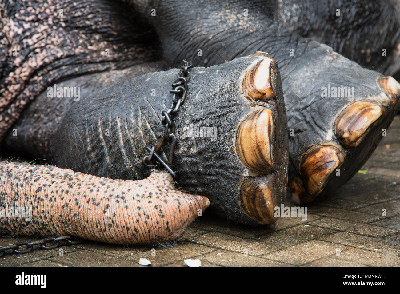 Sri Lanka Kandy Esala Perahera parade elephant foot in chains lying down Stock Photo