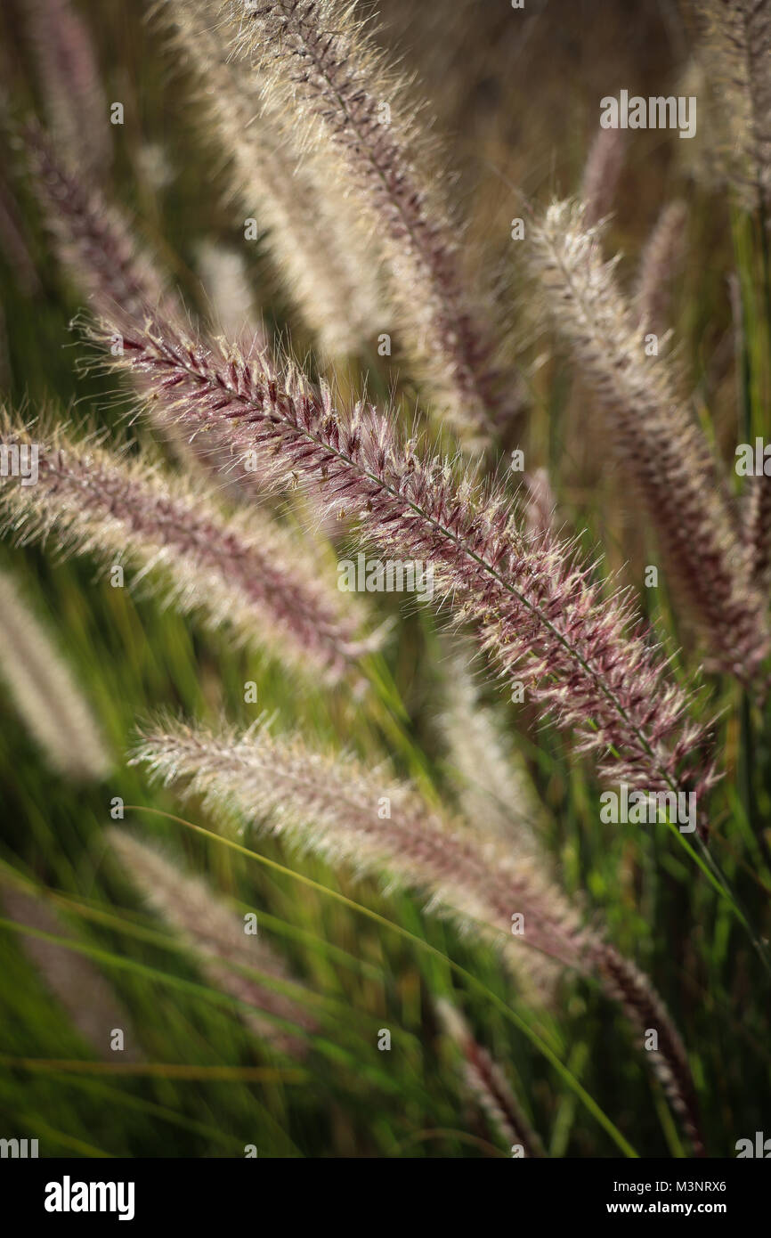 Close-up of the seed heads of the garden ornamental Fountain Grass, pennisetum, sunlit from behind, showing their delicate structure; pink, green Stock Photo
