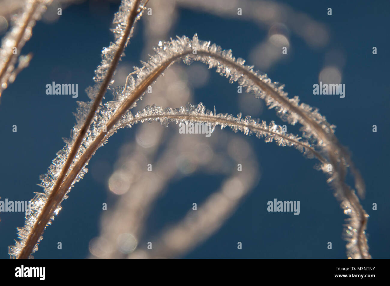 Hoar frost on Indian ricegrass Stock Photo