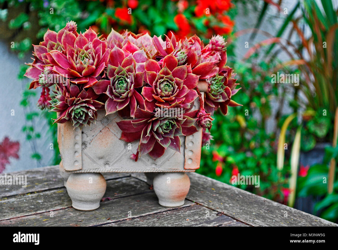 A pottery container with a colourful succulent Sempervivum pinkerine Stock Photo