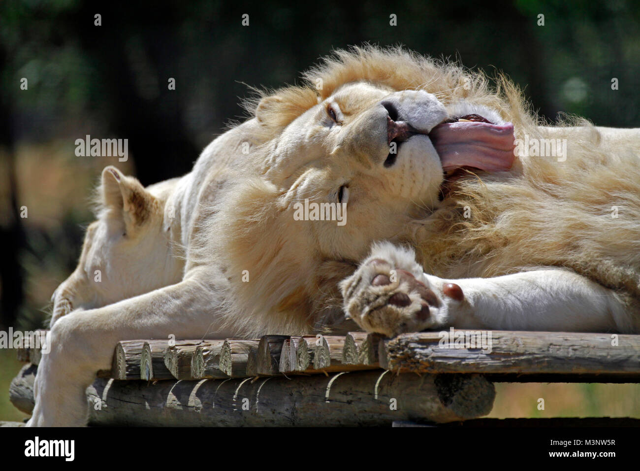 White Lions (Panthera Leo Krugeri) sleeping at the Drakenstein Lion Park in Klapmuts, Western Cape Province, South Africa. Stock Photo