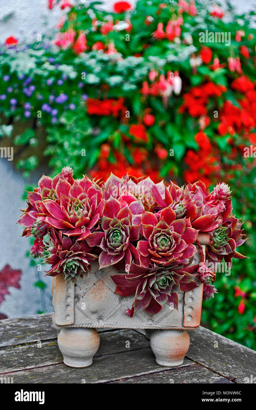 A pottery container with a colourful succulent Sempervivum pinkerine Stock Photo