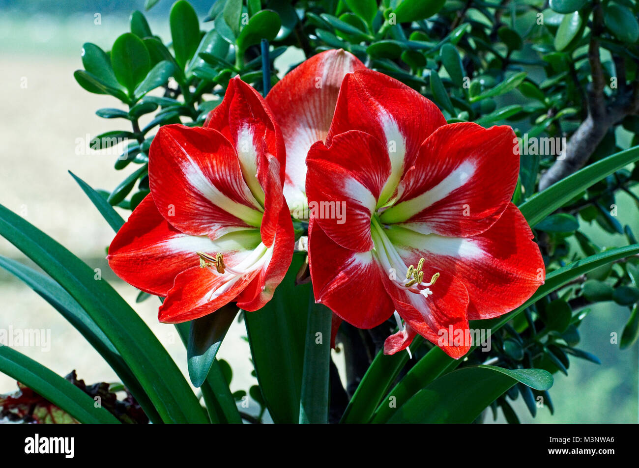 Amaryllis ‘Star of Holland’ as an indoor plant Stock Photo - Alamy