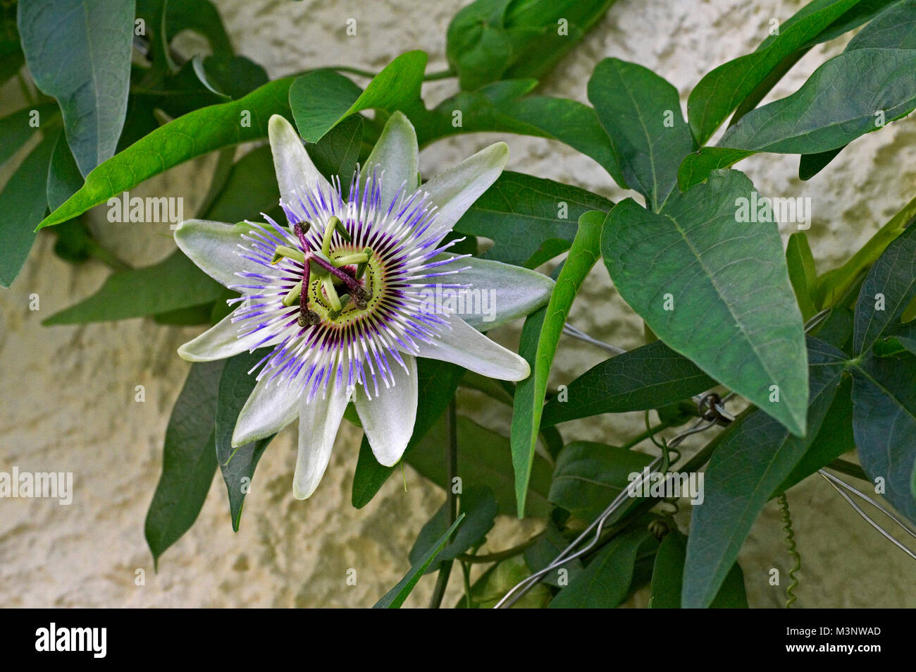 Passiflora vitifolia 'White Lightning' close up in flower Stock Photo