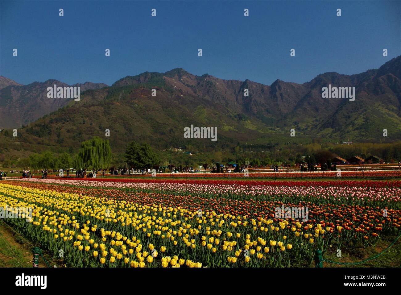 Indian tulip tree hi-res stock photography and images - Alamy