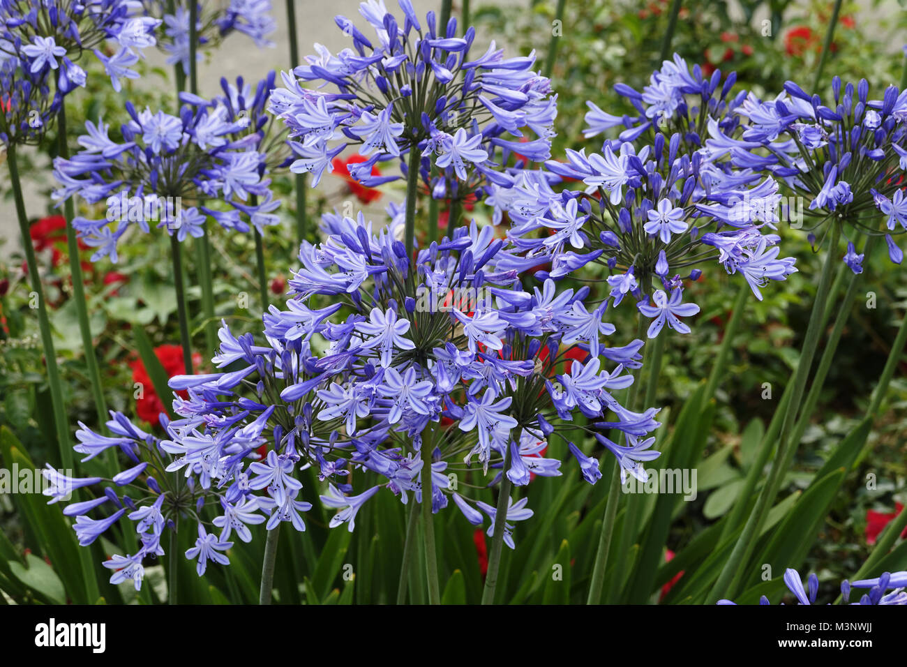 Agapanthus, African blue lily Stock Photo