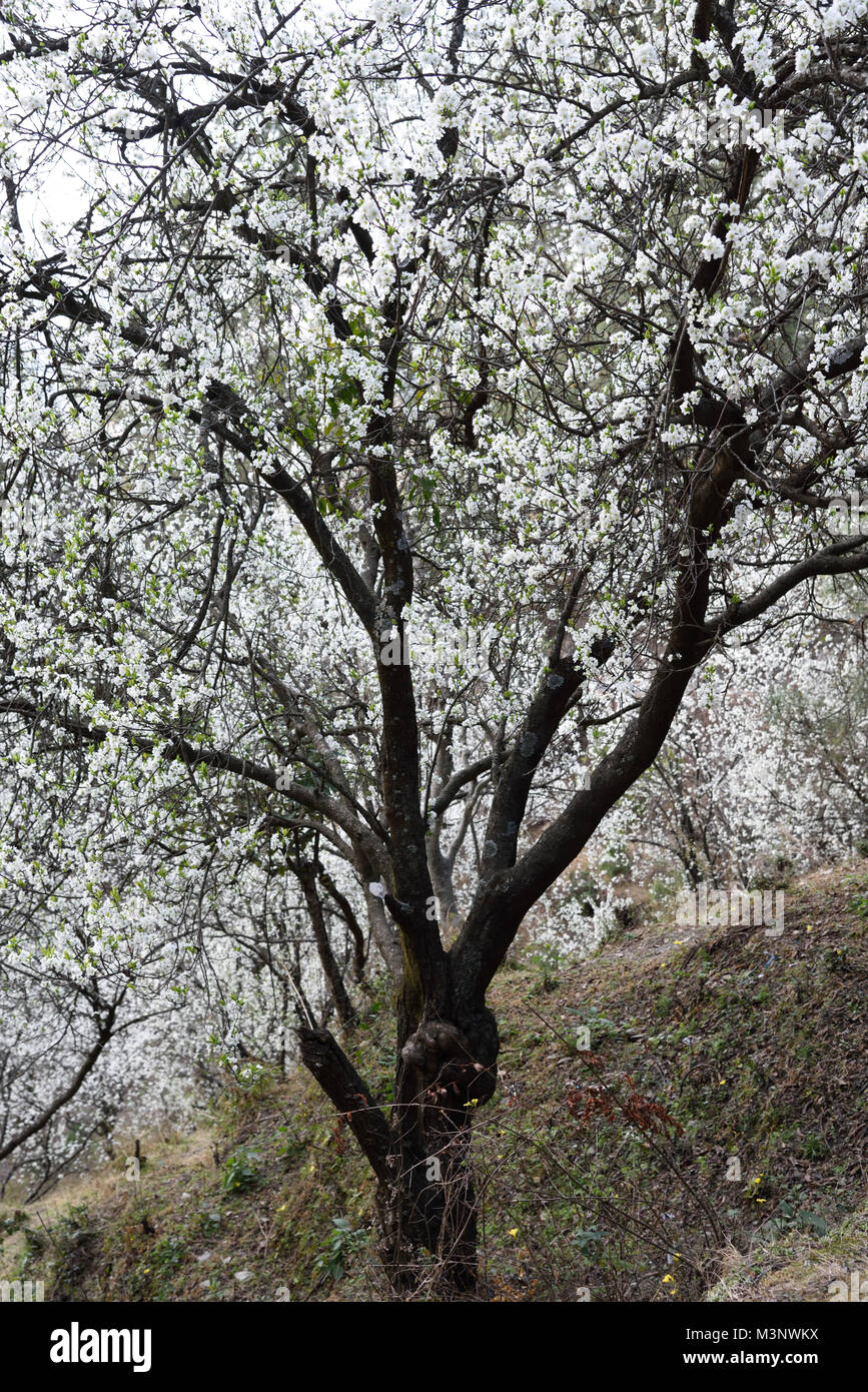 Plum trees Kasauli, Himachal Pradesh, India, Asia Stock Photo Alamy