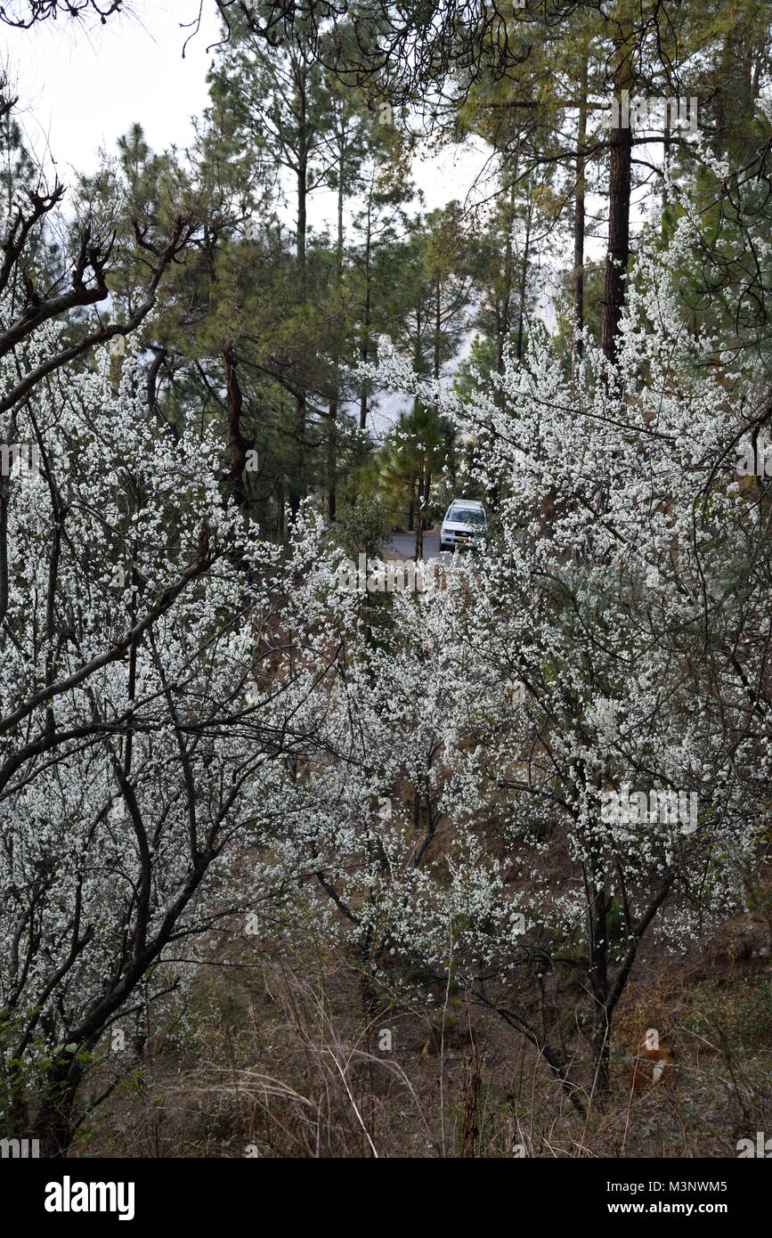 Plum trees Kasauli, Himachal Pradesh, India, Asia Stock Photo Alamy