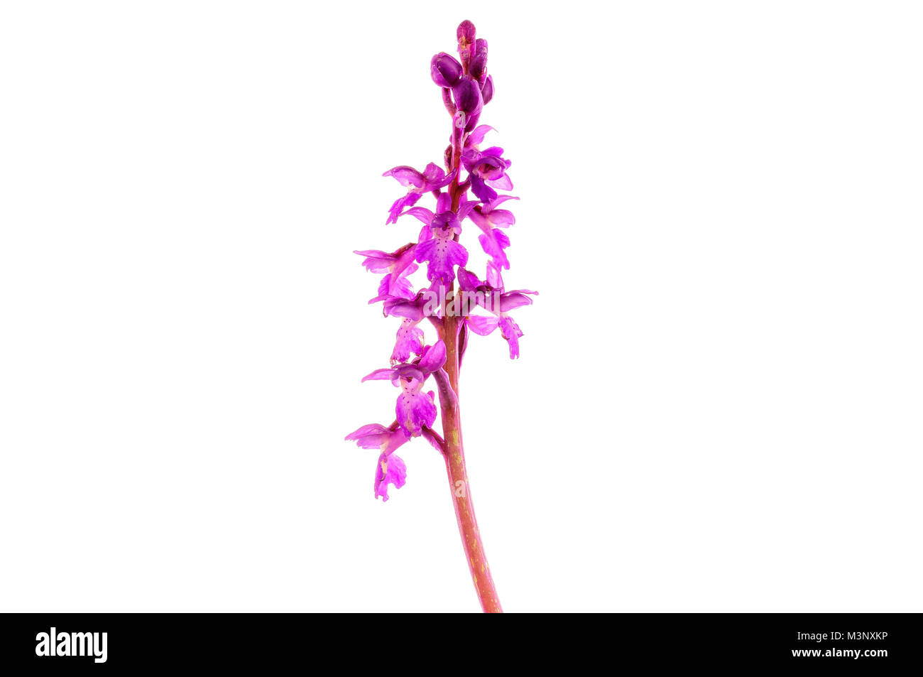 Orchis mascula, a wild orchid of Spanih wildlife. Stock Photo