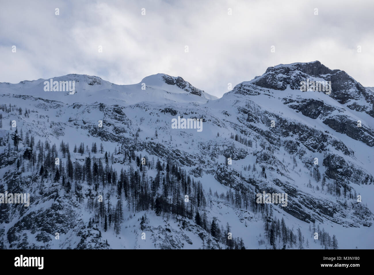 Idyllic, snow covered mountain ridge with a fir forest on its slope ...