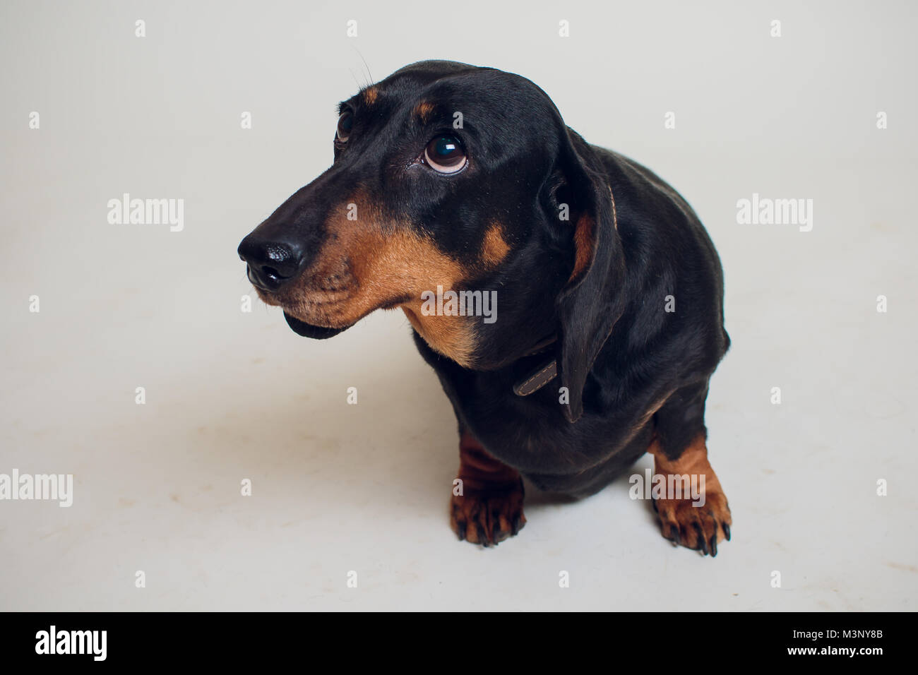 sad weiner dog