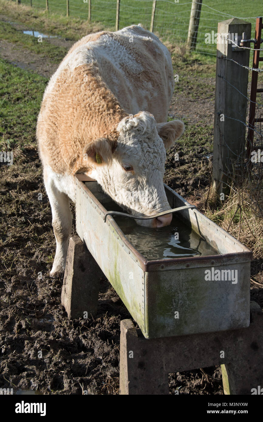 Cattle drinking from trough hires stock photography and images Alamy