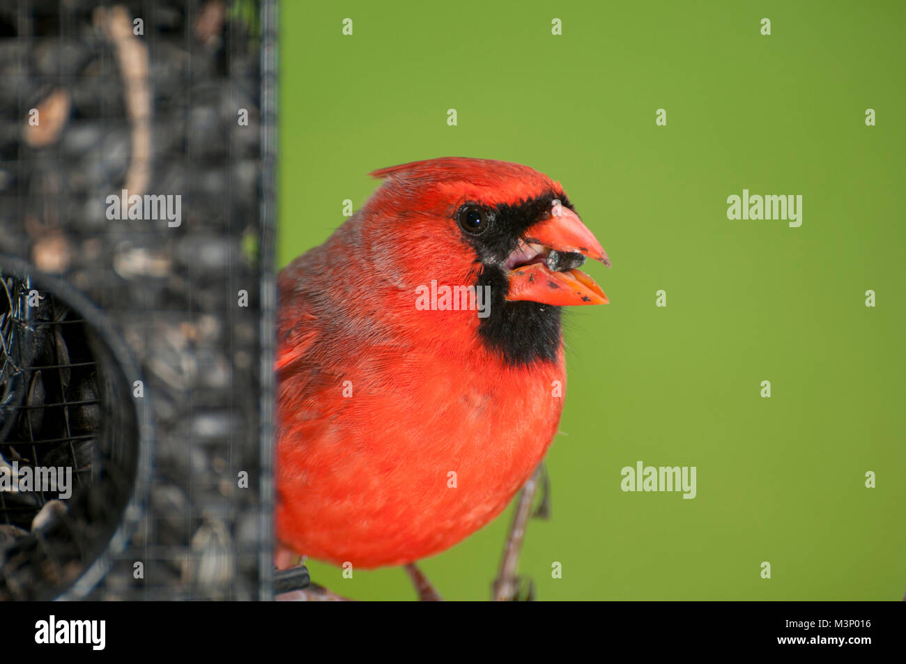 Vadnais Heights, Minnesota.  Male Northern Cardinal, Cardinalis cardinalis, eating sunflower seed from a bird feeder with a green background. Stock Photo