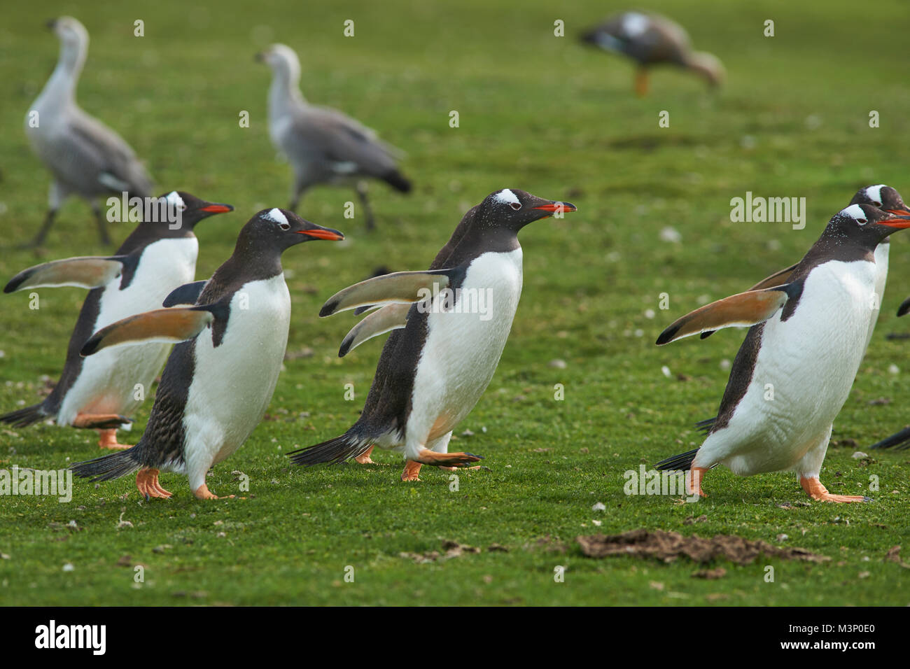 Gentoo Penguins (Pygoscelis papua) walking back to their colony across