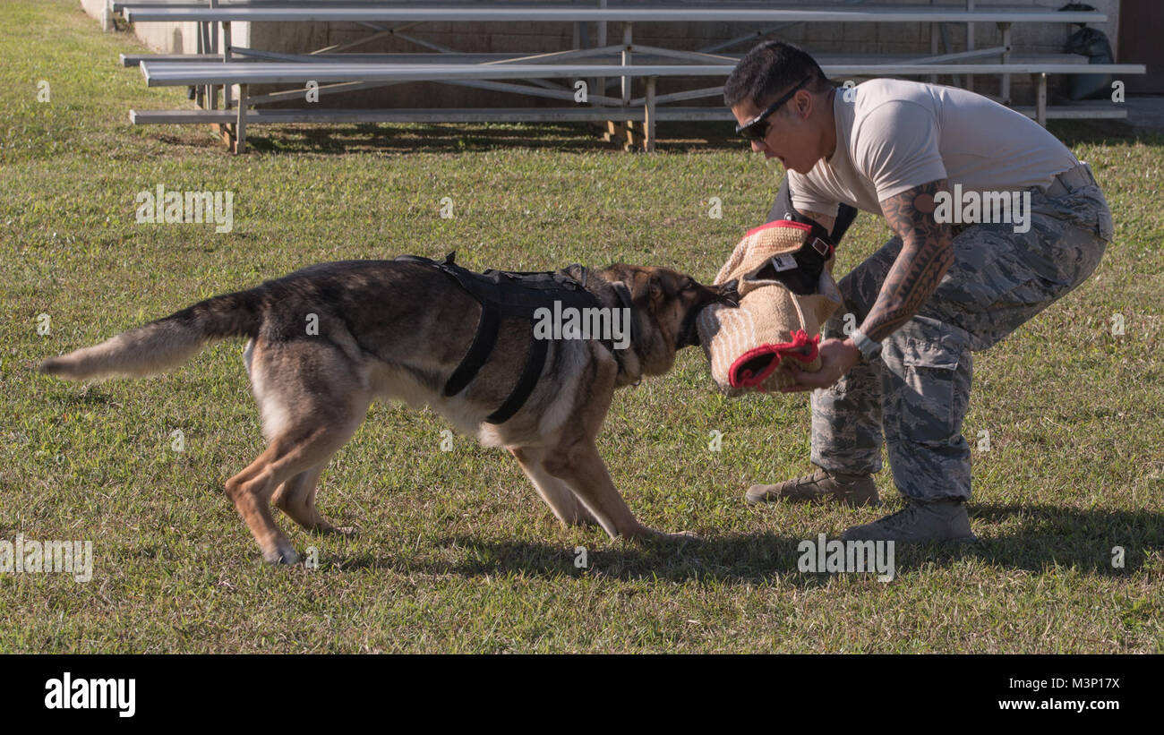 U.S. Air Force Staff Sgt. Bryan Savella, 18th SFS military working dog handler, works on controlled aggression training with Aly, 18th Security Forces Squadron military working dog Dec. 12, 2017, at Kadena Air Base, Japan. The military working dog mission at the 18th Wing is to provide a physiological deterrence for anyone trying to gain access to an installation without proper authorization, patrolling the base and providing detection of explosives and drugs capabilities. (U.S. Air Force photo by Airman 1st Class Greg Erwin) Military Working Dog Conducts Controlled Aggression Training by #PAC Stock Photo