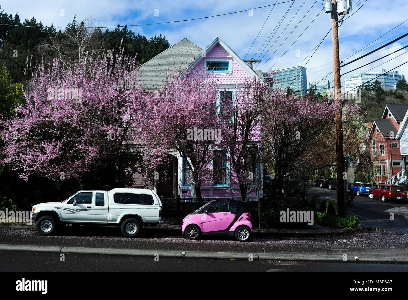 A pink car is parked beneath a tree with pink flowers in Portland, Oregon. Stock Photo