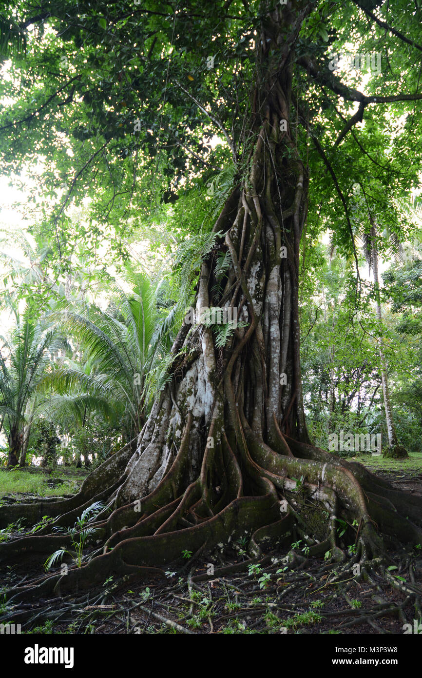 An old growth tropical rainforest tree and its roots near Bahia Drake, on the edges of Corcovado National Park, Osa Peninsula, Costa Rica. Stock Photo