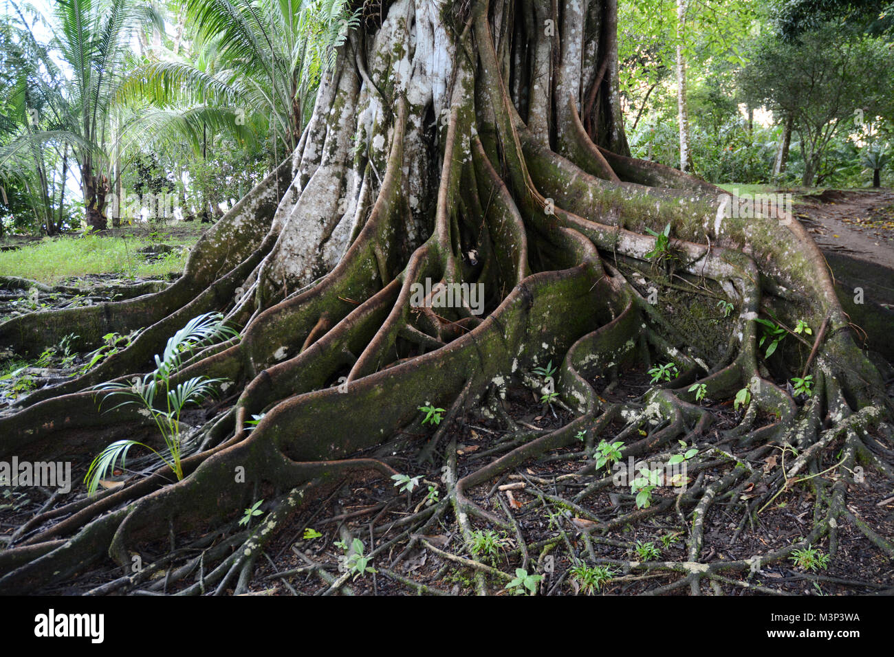 An old growth tropical rainforest tree and its roots near Bahia Drake, on the edges of Corcovado National Park, Osa Peninsula, Costa Rica. Stock Photo