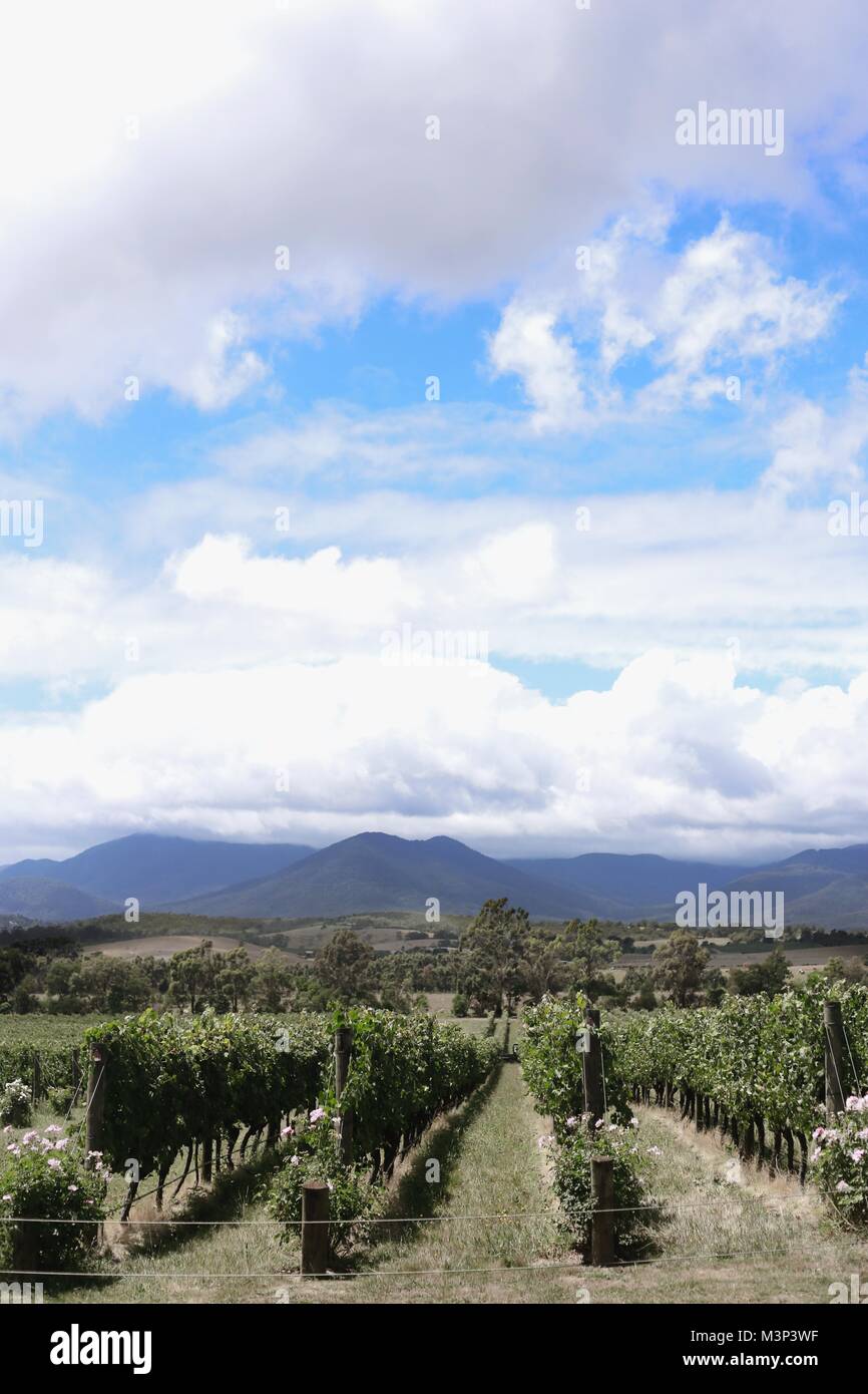 Vineyards and Wine tasting in Yarra Valley region Stock Photo