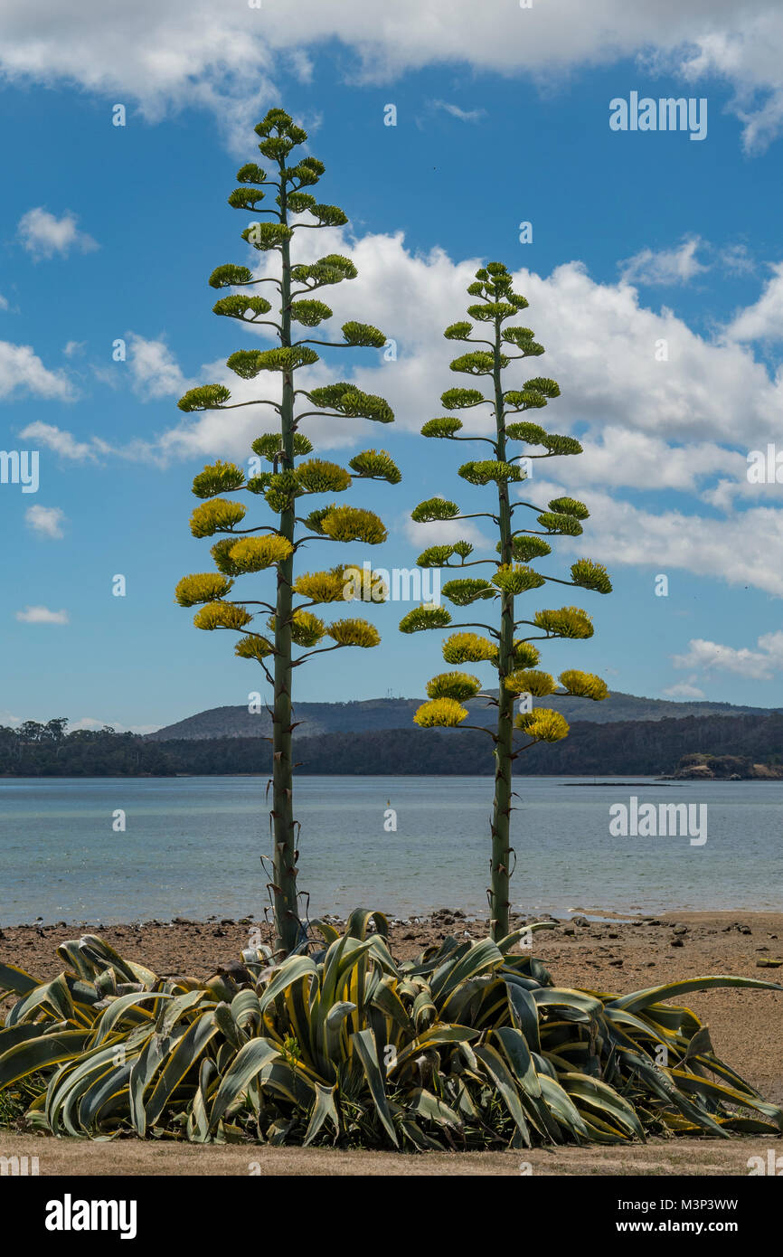 Agave americana, Century Plant at Beauty Point, Tasmania, Australia Stock Photo