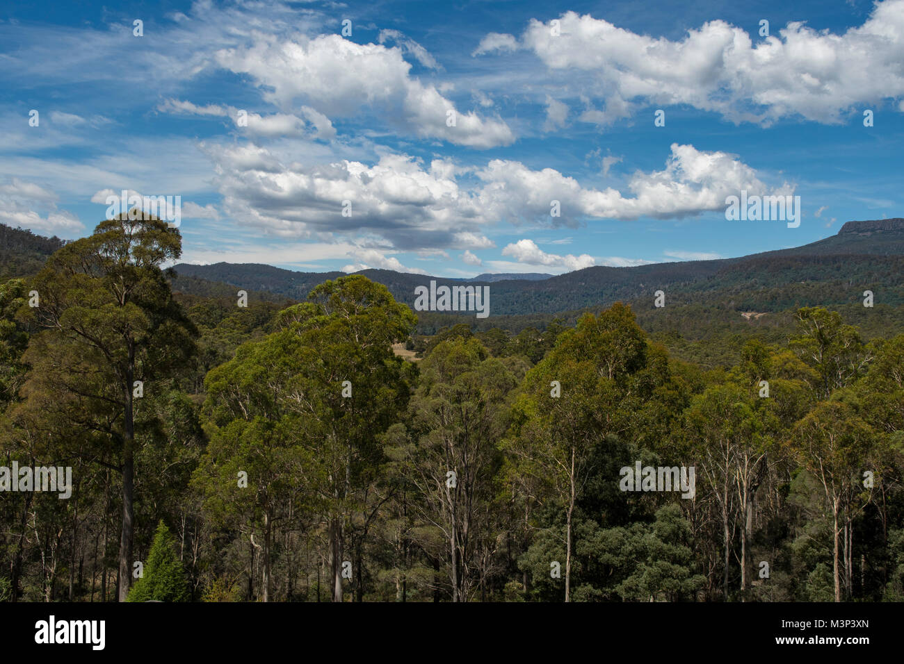 Jackey's Creek Forest Reserve, Tasmania, Australia Stock Photo