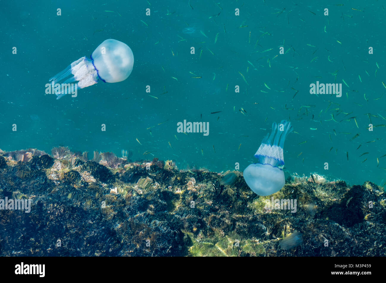 Beautiful glowing blue jellyfish in blue water sea with little fish background Stock Photo