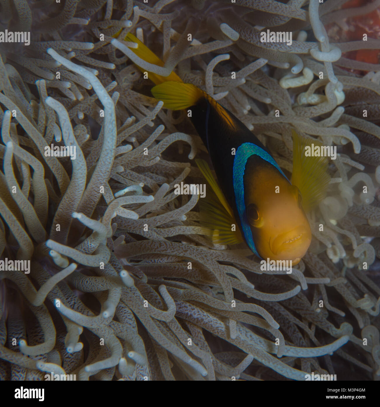 A clown fish hiding in a sea anemone Stock Photo Alamy
