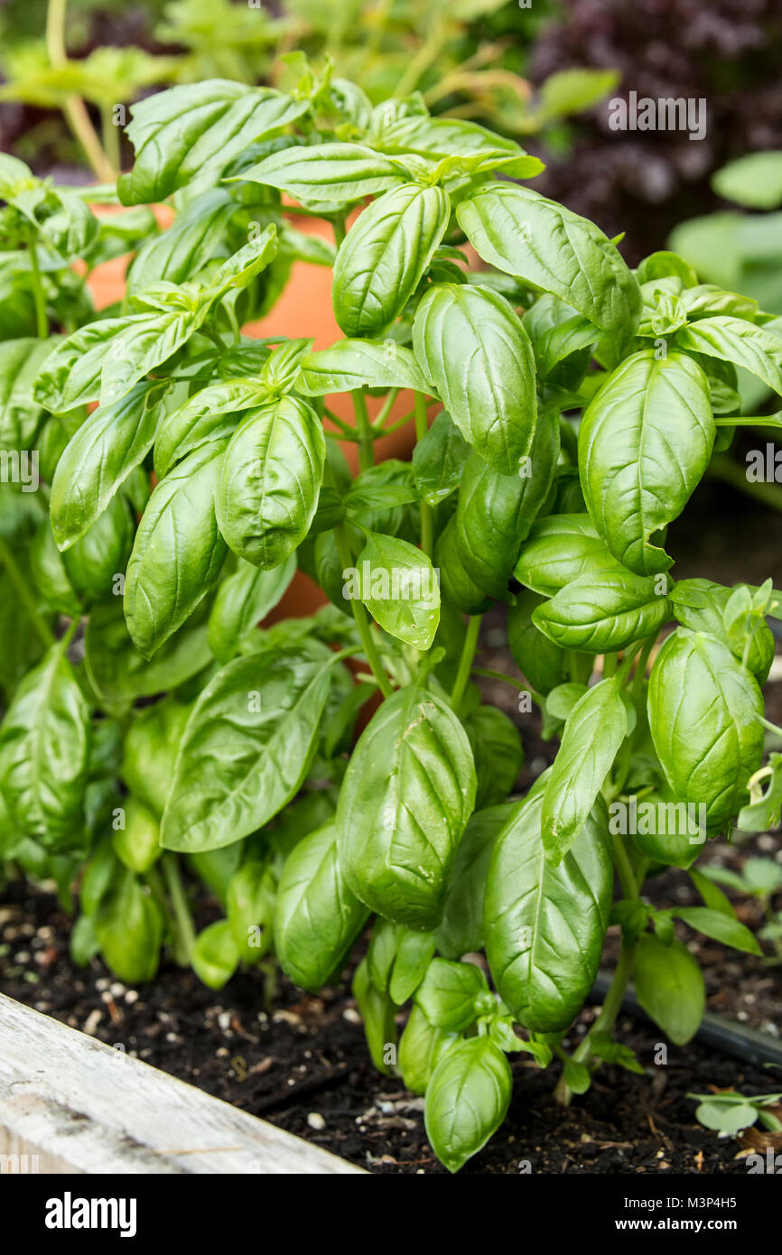 Popular herb basil hires stock photography and images Alamy