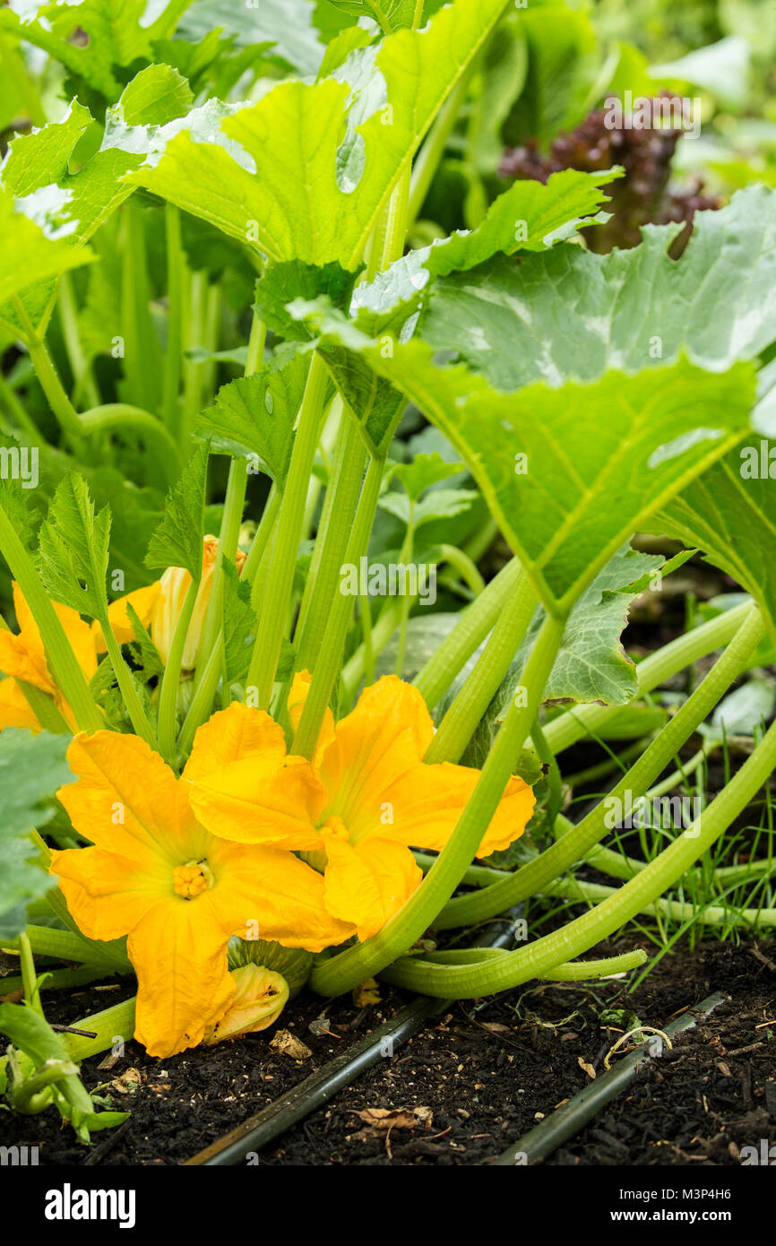 Summer squash blossoms in a summertime garden in Issaquah, Washington