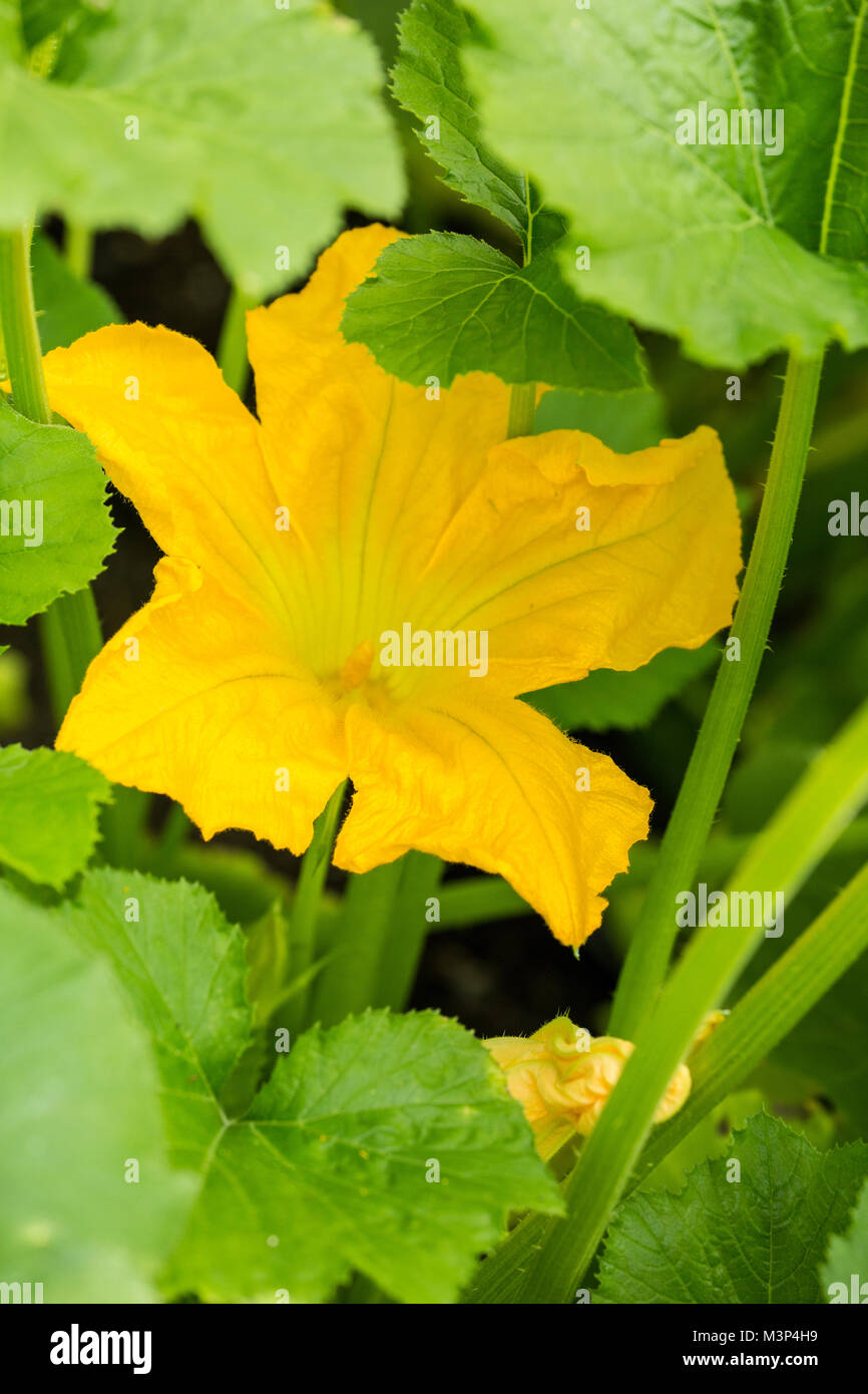 Summer squash blossoms in a summertime garden in Issaquah, Washington