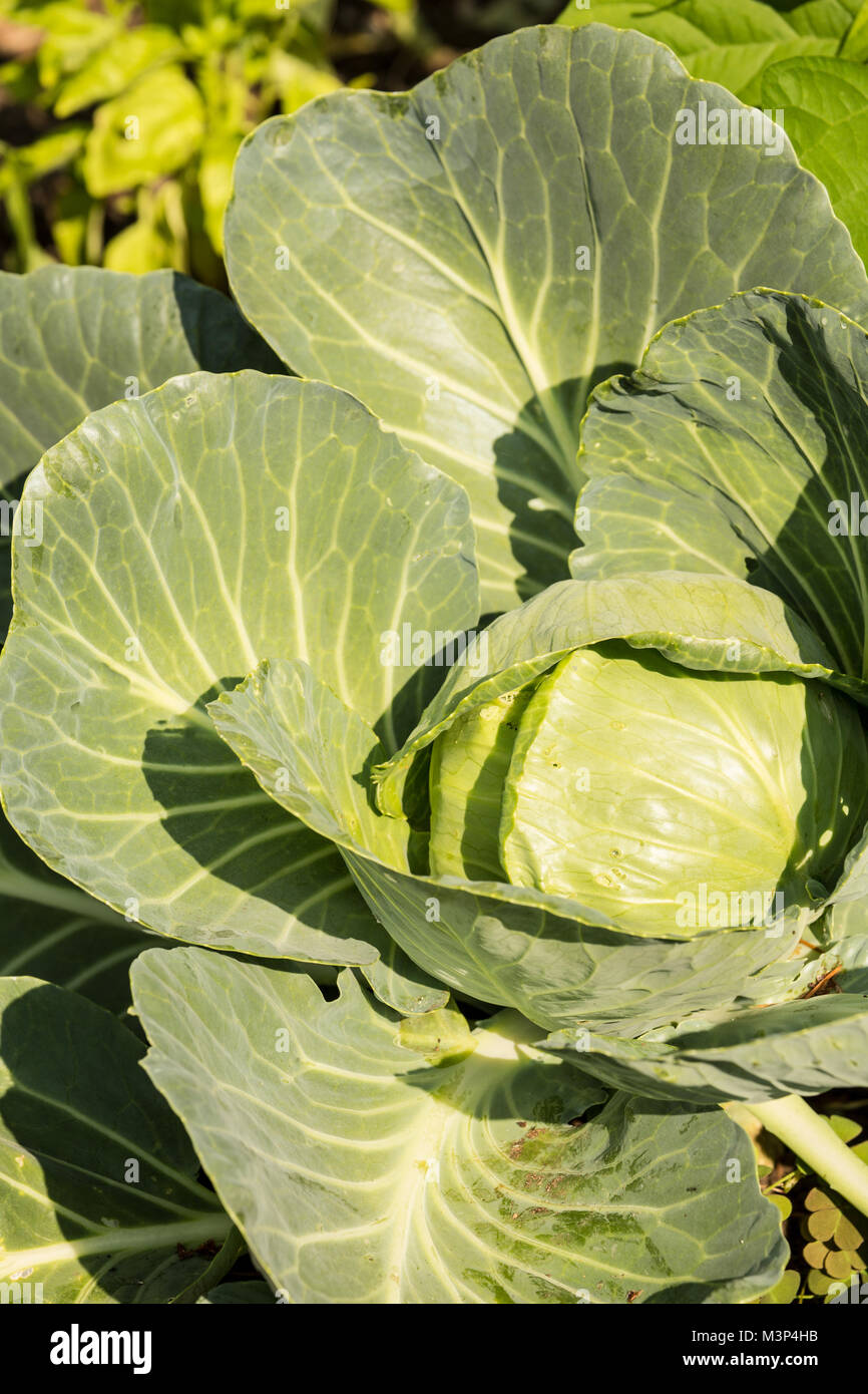 Cabbage plant with a head ready to harvest, in a garden in Issaquah, Washington, USA.  Basic. Solid. Compact. Long-lasting. Use it in salads and slaws Stock Photo