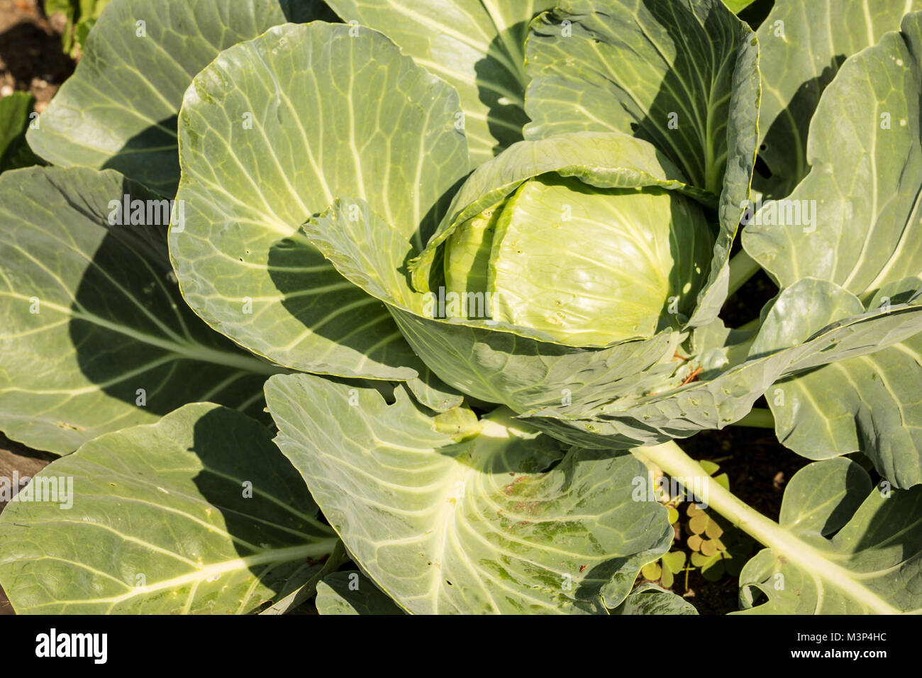 Cabbage plant with a head ready to harvest, in a garden in Issaquah, Washington, USA.  Basic. Solid. Compact. Long-lasting. Use it in salads and slaws Stock Photo